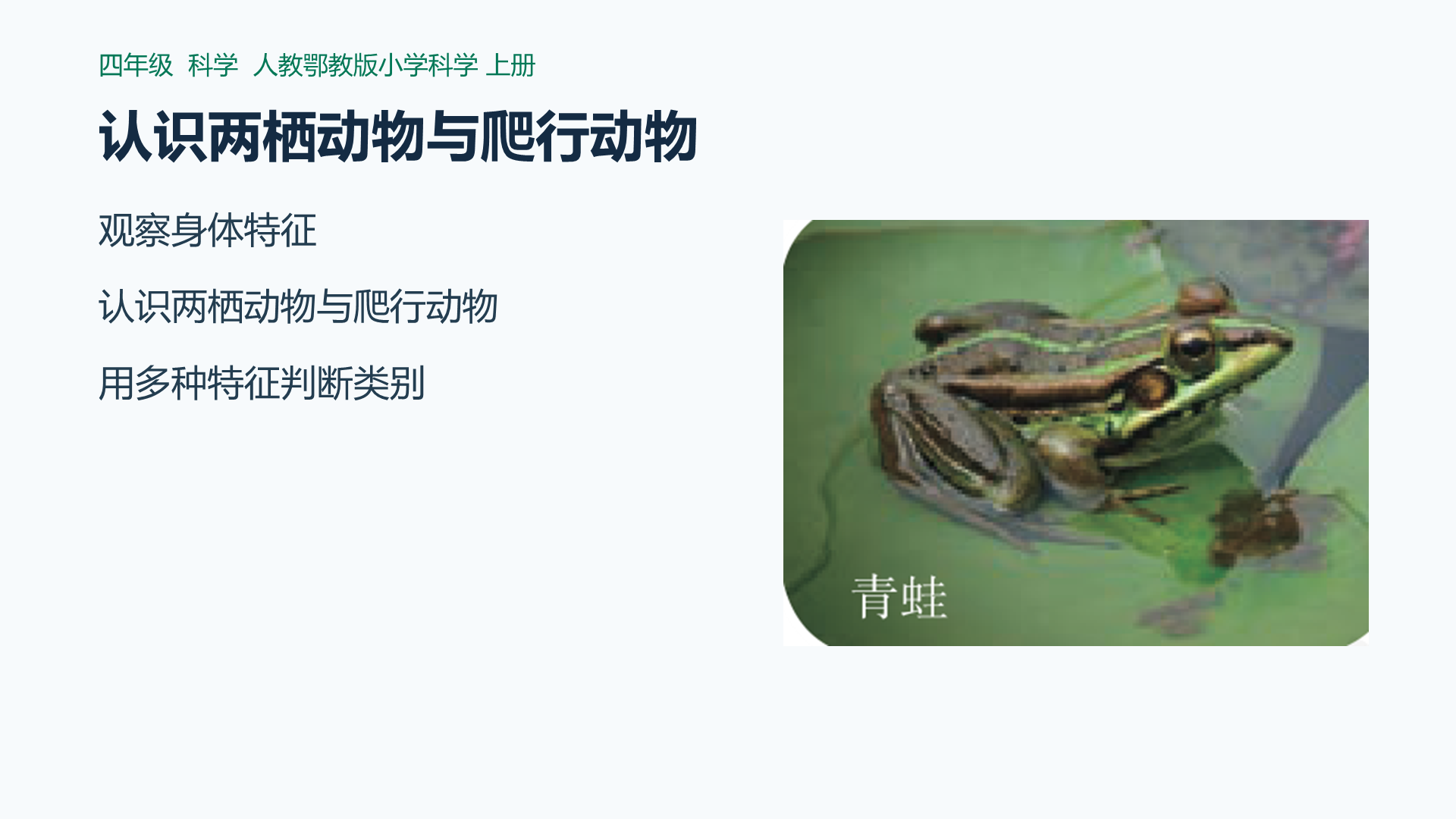 认识两栖动物与爬行动物课件封面