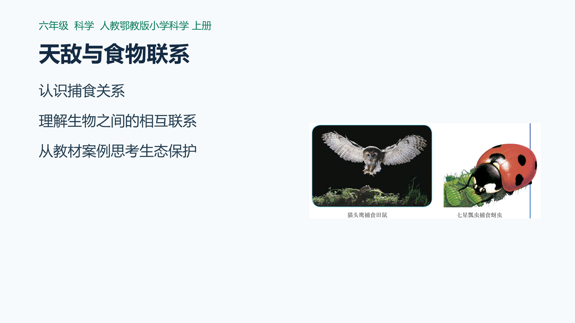 天敌与食物联系课件封面
